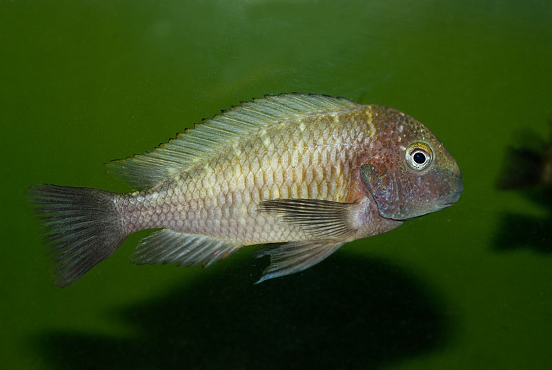 Tropheus moorii 'Chilambo'